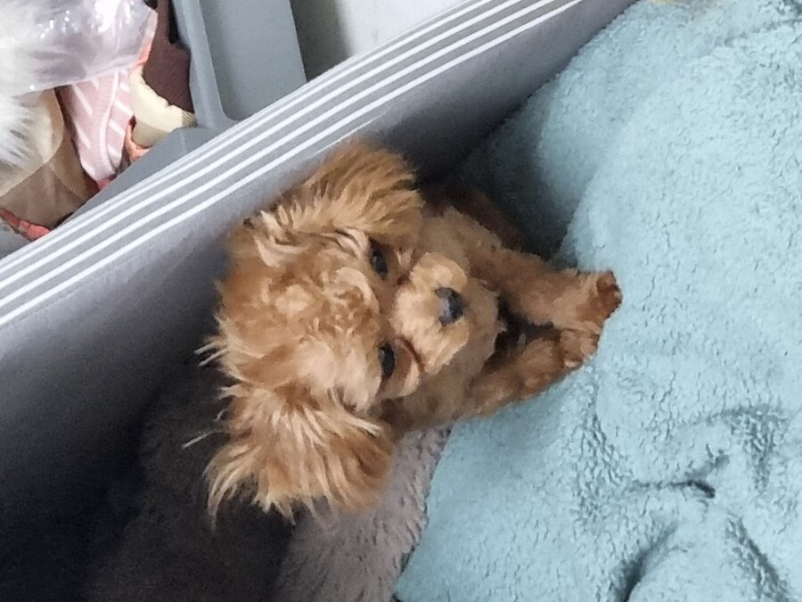 말티푸 4개월 된 어린이 강아지 입니다_5.jpg