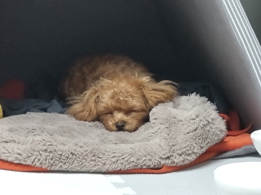 말티푸 4개월 된 어린이 강아지 입니다_7.jpg