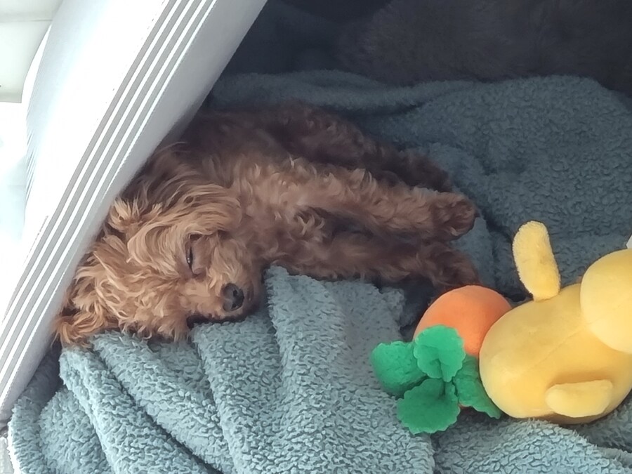 말티푸 4개월 된 어린이 강아지 입니다_9.jpg