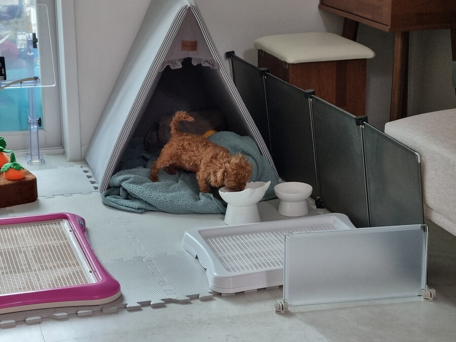 말티푸 4개월 된 어린이 강아지 입니다_10.jpg