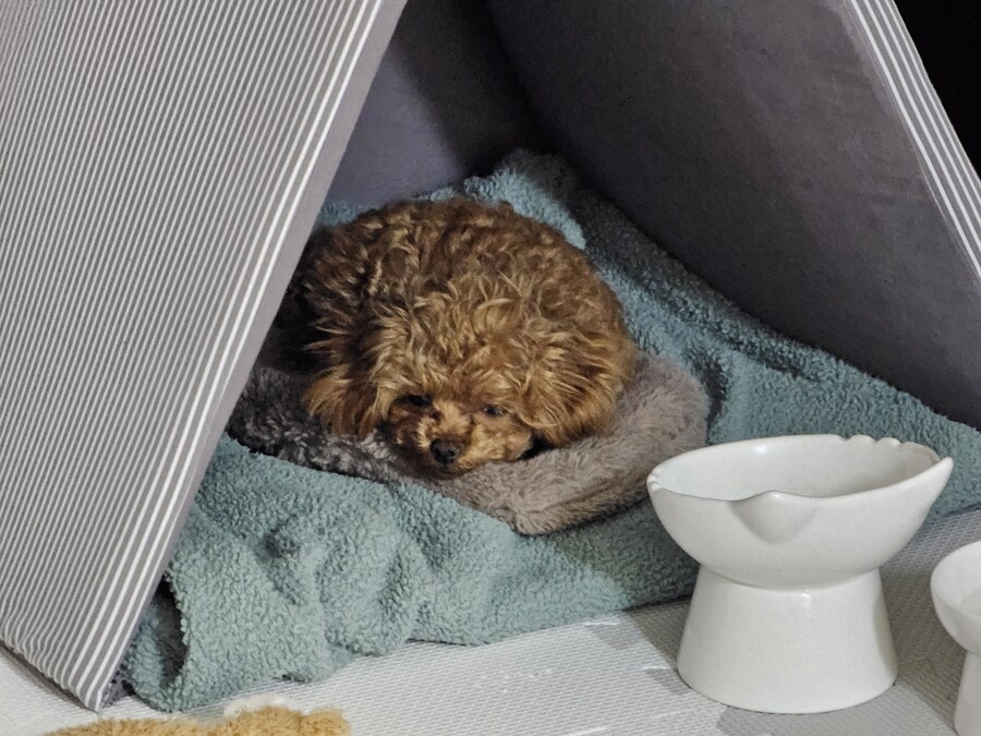 말티푸 4개월 된 어린이 강아지 입니다_11.jpg