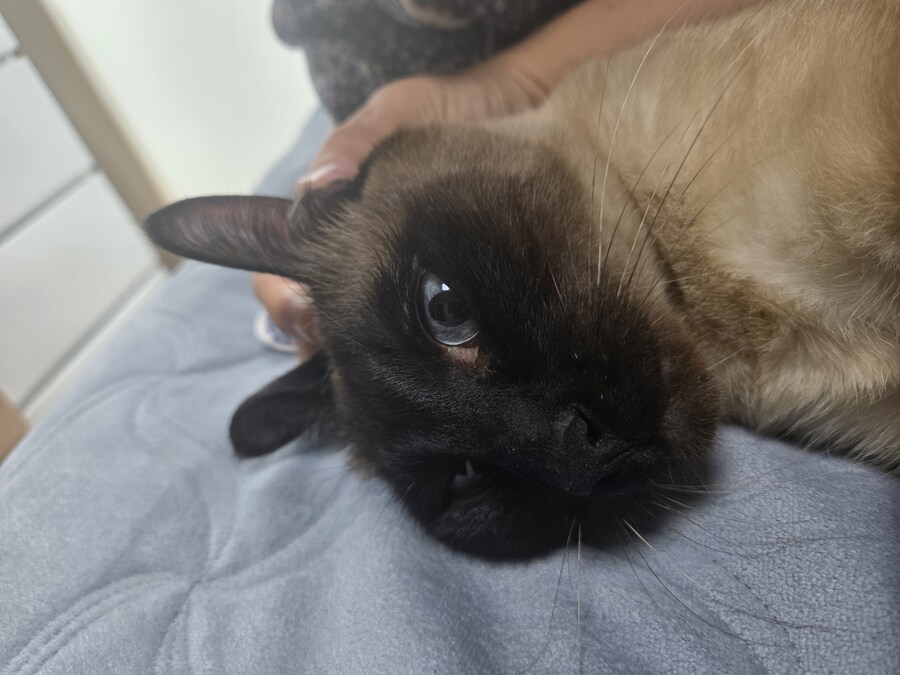 고양이로 끔찍한 실험을 해봤는데..._1.jpg