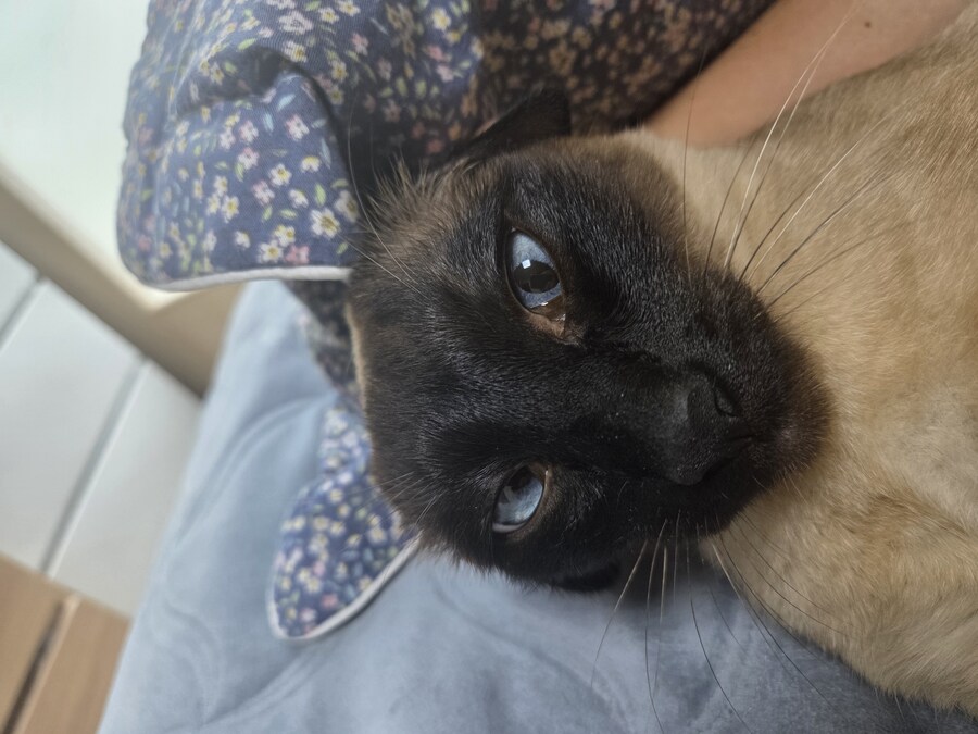 고양이로 끔찍한 실험을 해봤는데..._7.jpg