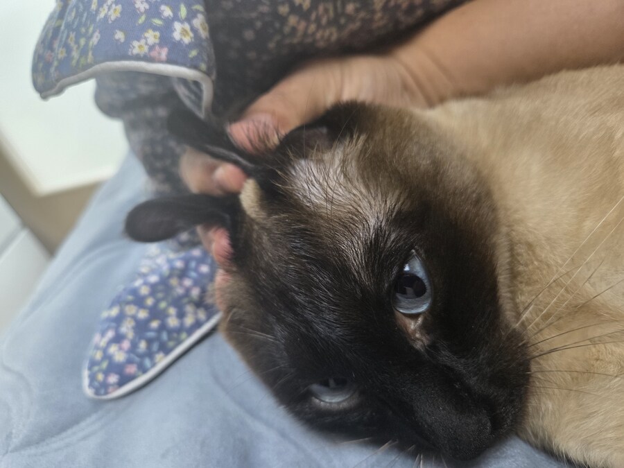 고양이로 끔찍한 실험을 해봤는데..._8.jpg