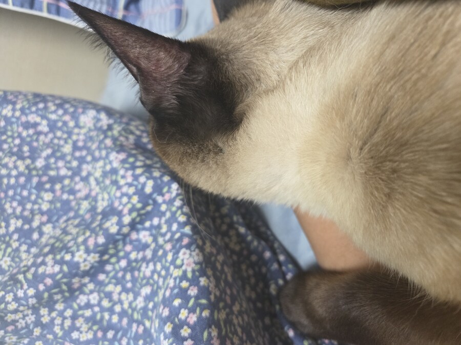 고양이로 끔찍한 실험을 해봤는데..._13.jpg