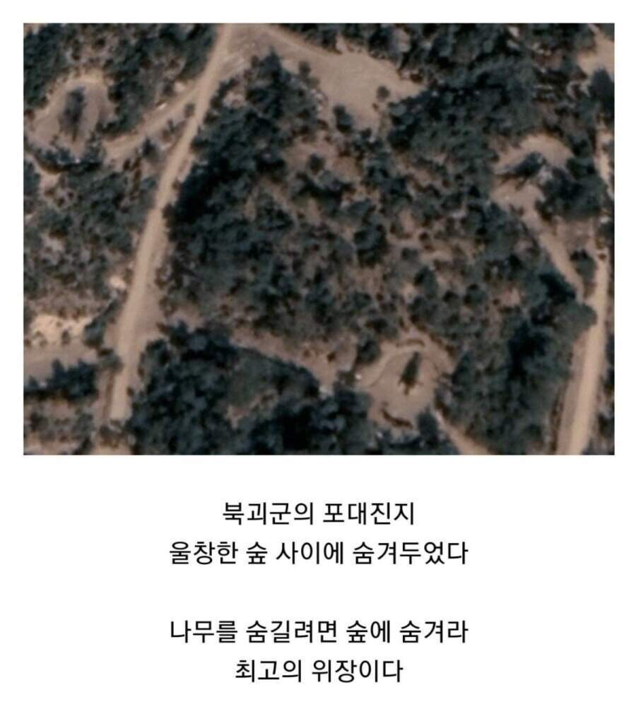 나무를 숨기려면 숲에다 숨겨라_1.jpg