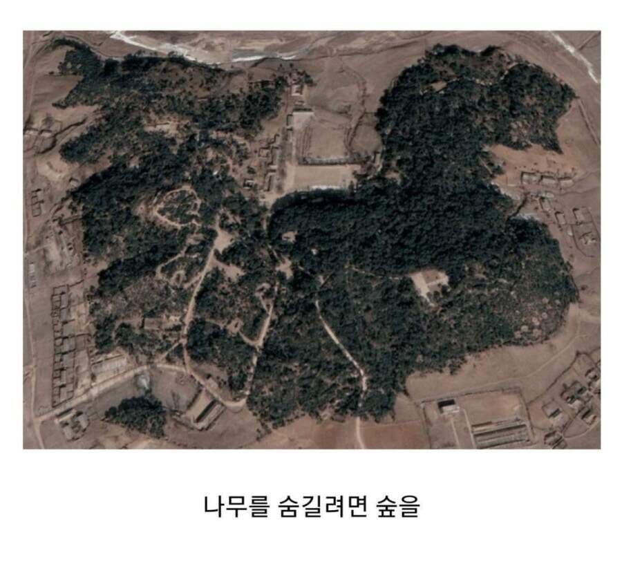 나무를 숨기려면 숲에다 숨겨라_2.jpg