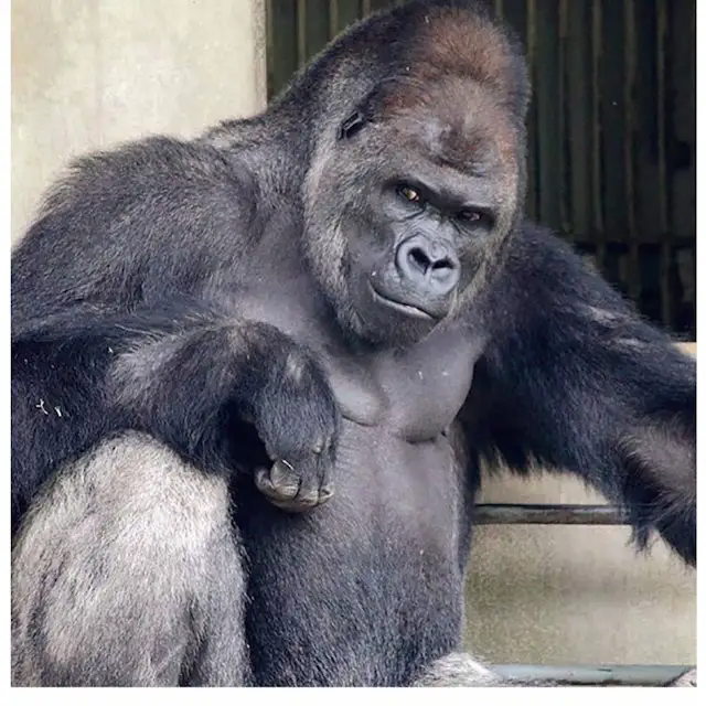 엄청 강하지만 위험하지 않다는 동물_3.webp