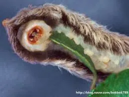 혐주의) 기묘한 애벌레의 세계_4.webp