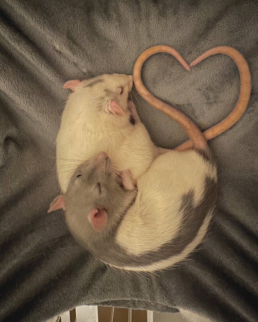 사람들이 쥐를 싫어하는 이유중 가장 큰거._1.jpg