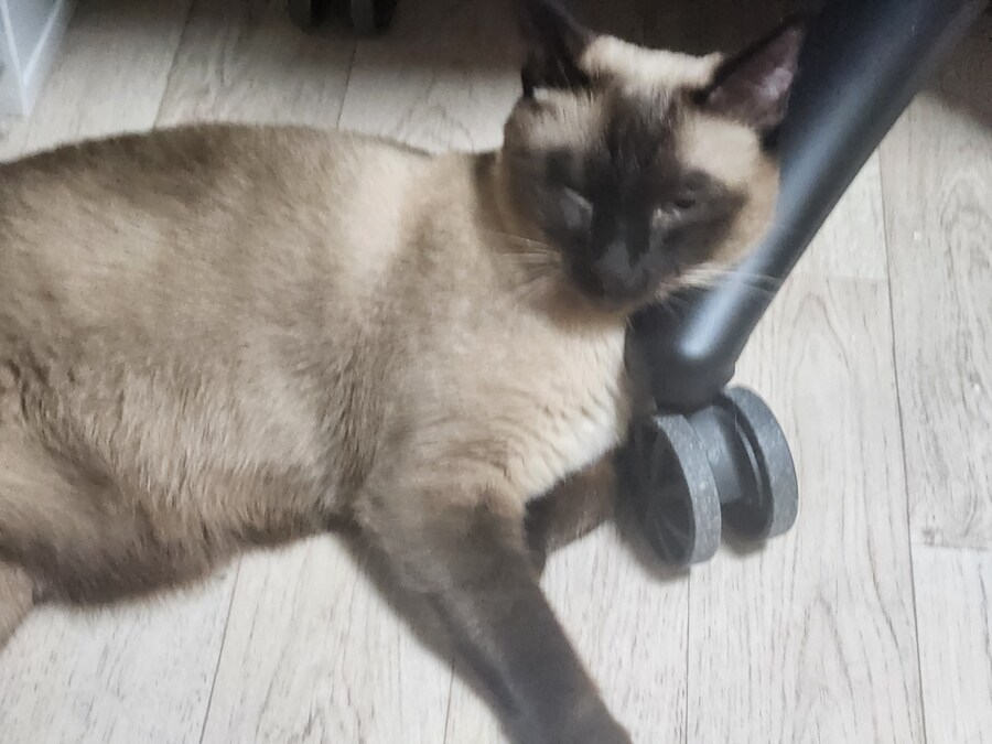 작년 역대급 더위가 샴고양이에게 준 변화를 아시나요?_1.jpg