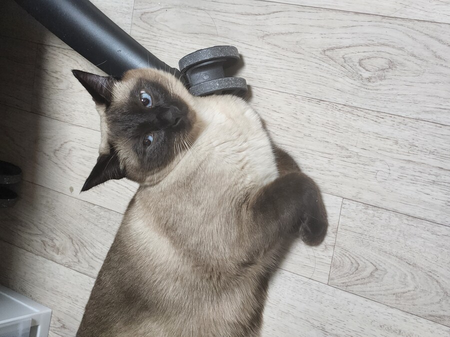 작년 역대급 더위가 샴고양이에게 준 변화를 아시나요?_3.jpg