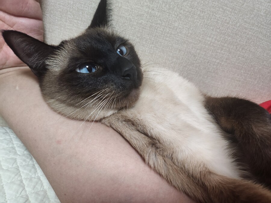 작년 역대급 더위가 샴고양이에게 준 변화를 아시나요?_4.jpg