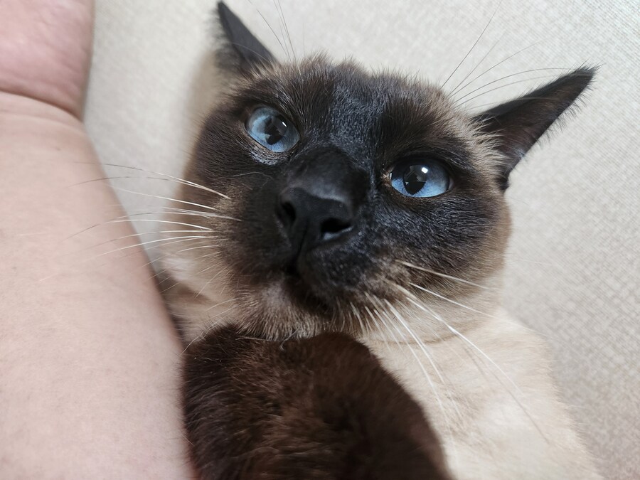 작년 역대급 더위가 샴고양이에게 준 변화를 아시나요?_5.jpg