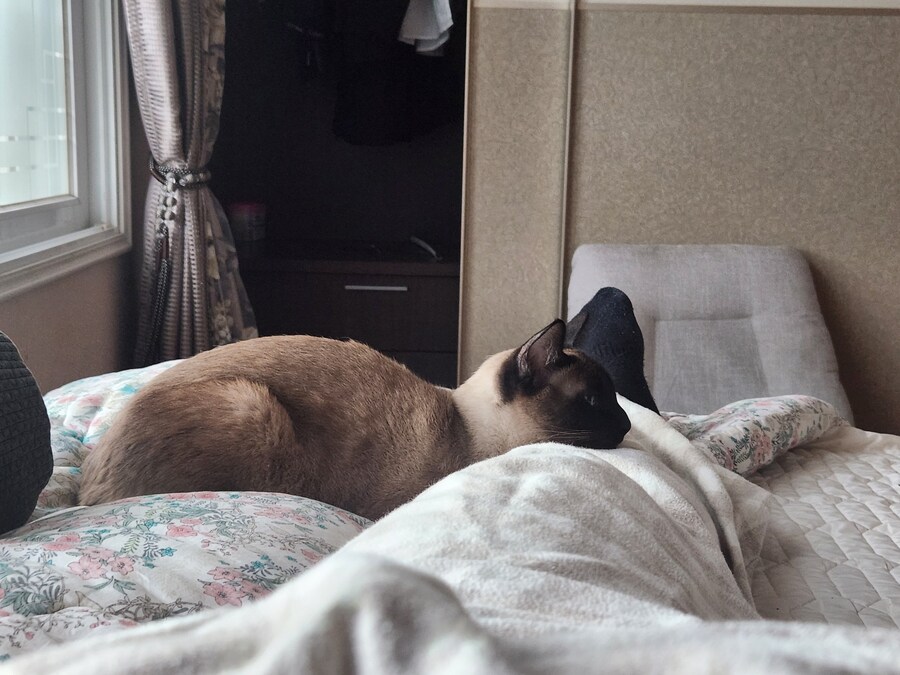 작년 역대급 더위가 샴고양이에게 준 변화를 아시나요?_10.jpg