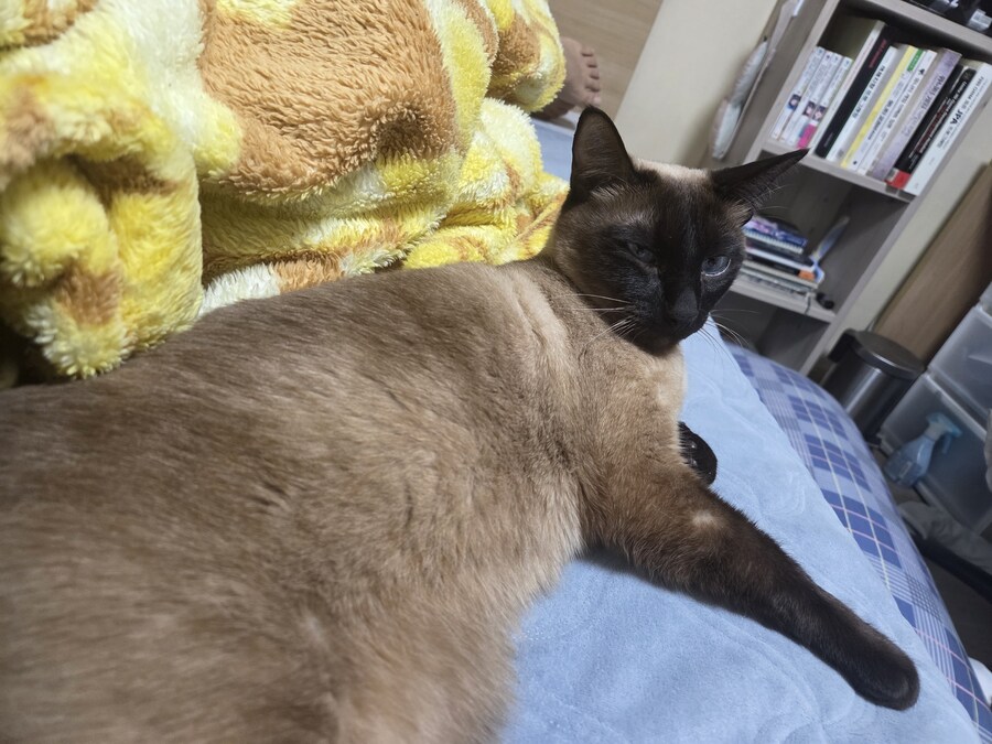 작년 역대급 더위가 샴고양이에게 준 변화를 아시나요?_12.jpg