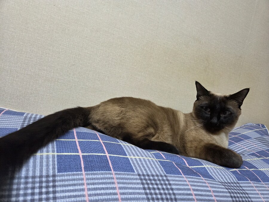 작년 역대급 더위가 샴고양이에게 준 변화를 아시나요?_11.jpg