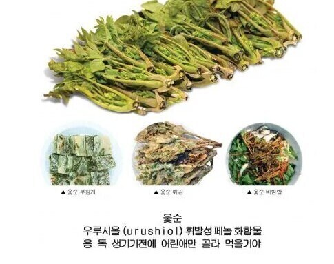 산나물 채취시 한국인을 믿어야하는 이유_3.jpg