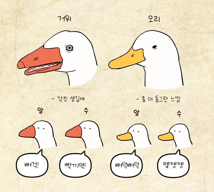 "오리랑 거위랑 뭐가 다른거임?"_1.webp