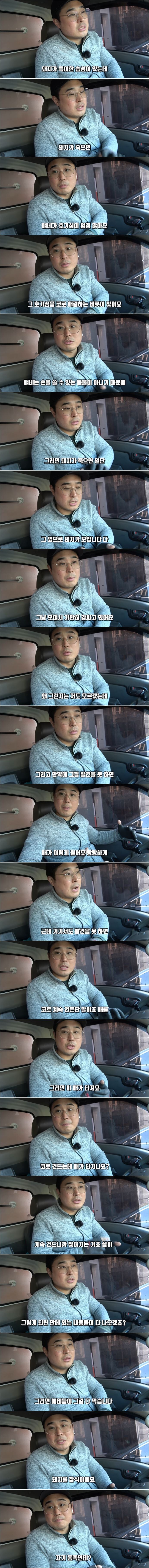 돼지 농장에서 종종 뼈다귀가 발견되는 이유_1.jpg