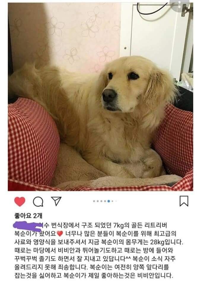 개 번식장에서 구출된 7KG의 리트리버_2.jpg