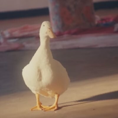 오리짤 올린다_1.jpg