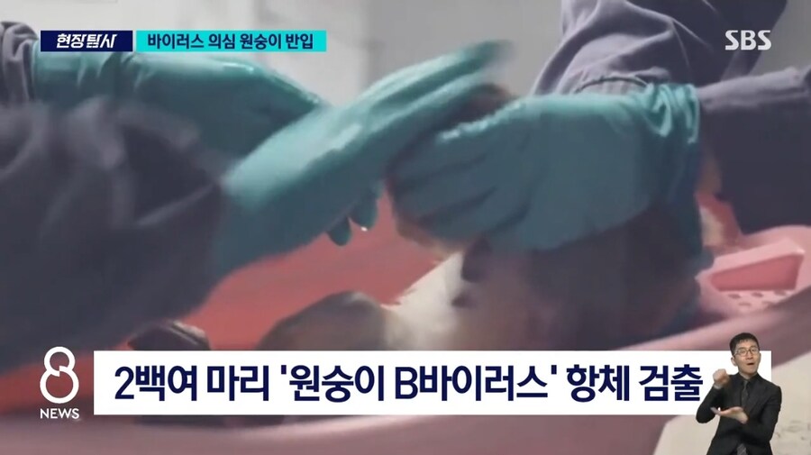 '치사율 70%' 바이러스 의심 원숭이 대거 반입_2.jpg