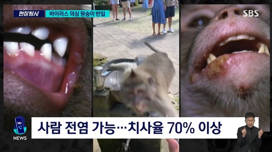'치사율 70%' 바이러스 의심 원숭이 대거 반입_3.jpg