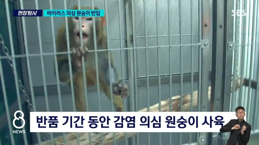 '치사율 70%' 바이러스 의심 원숭이 대거 반입_12.jpg