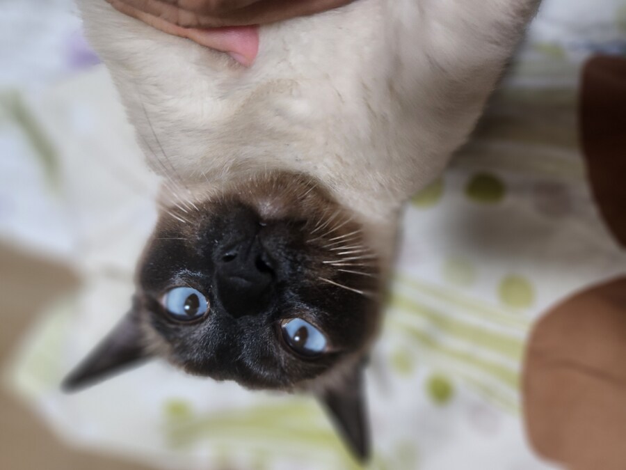 우리집 표정부자 고양이가 살고 있습니다_1.jpg