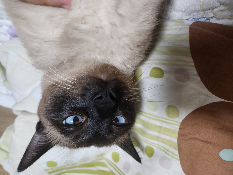 우리집 표정부자 고양이가 살고 있습니다_2.jpg