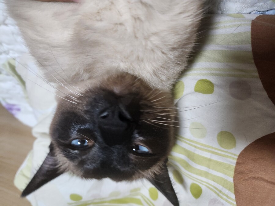 우리집 표정부자 고양이가 살고 있습니다_3.jpg