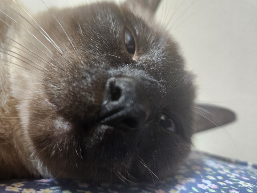 우리집 표정부자 고양이가 살고 있습니다_8.jpg