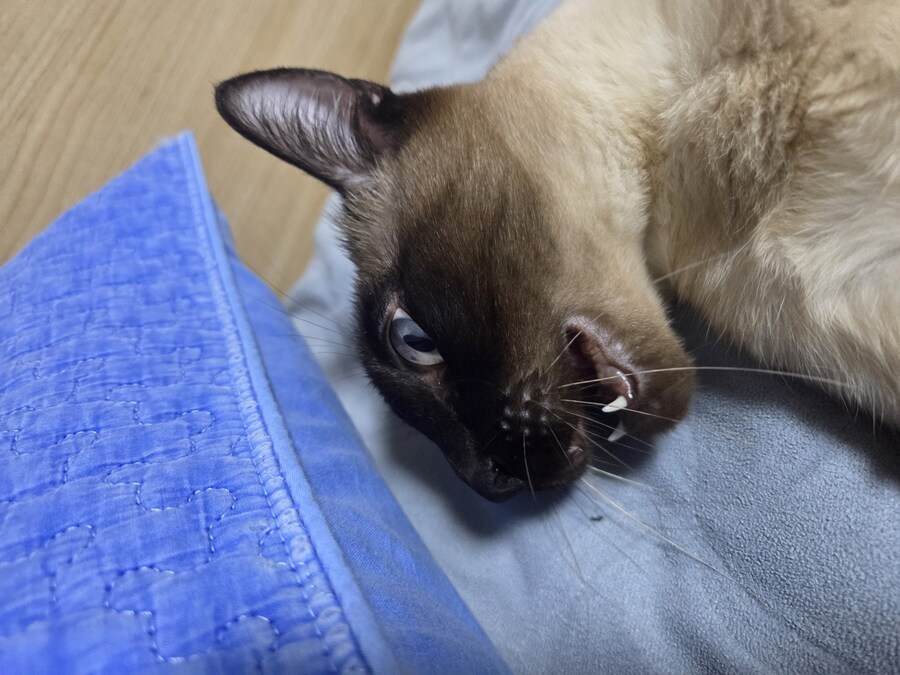 우리집 표정부자 고양이가 살고 있습니다_16.jpg