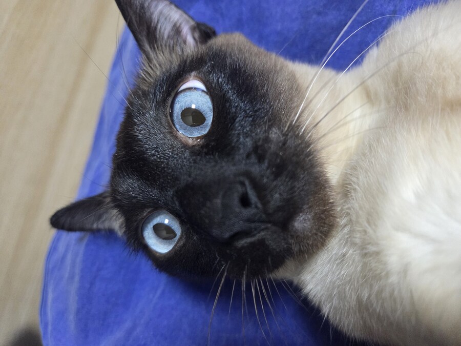 우리집 표정부자 고양이가 살고 있습니다_19.jpg