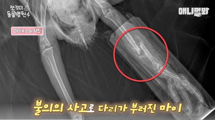 앵무새 다리 두동강 내버린 7살 아이들;;;_7.jpg