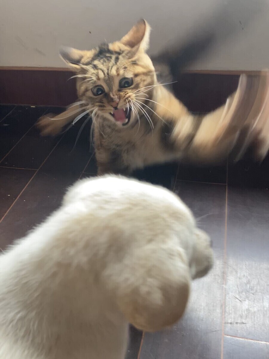 구도, 표정, 액션이 완벽하게 담긴 고양이사진_1.jpg