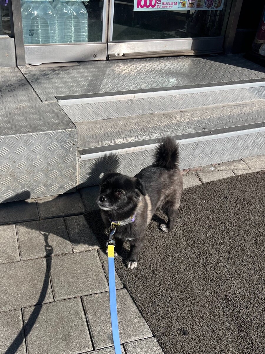 편의점에서 고구마 파는걸 개가 알게하면 안되는 이유.JPG_2.jpg