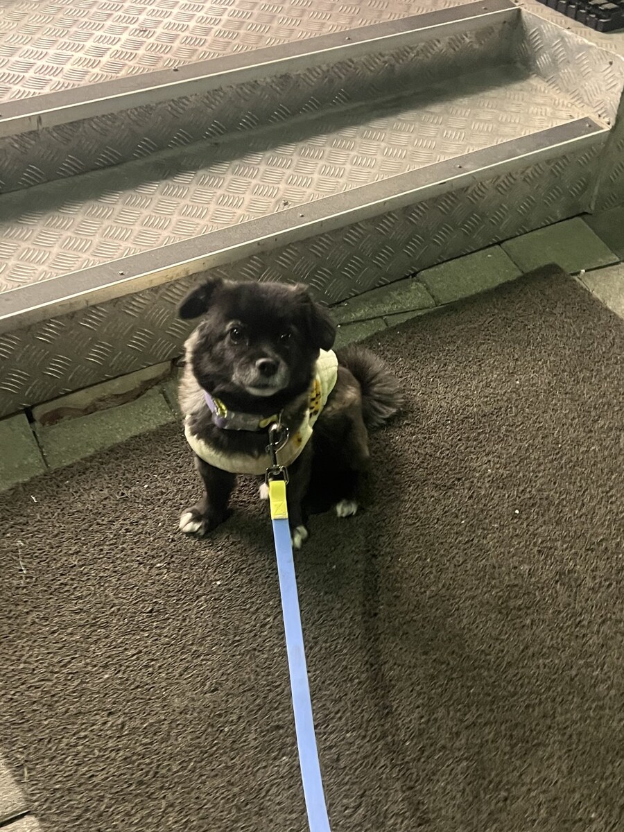 편의점에서 고구마 파는걸 개가 알게하면 안되는 이유.JPG_5.jpg