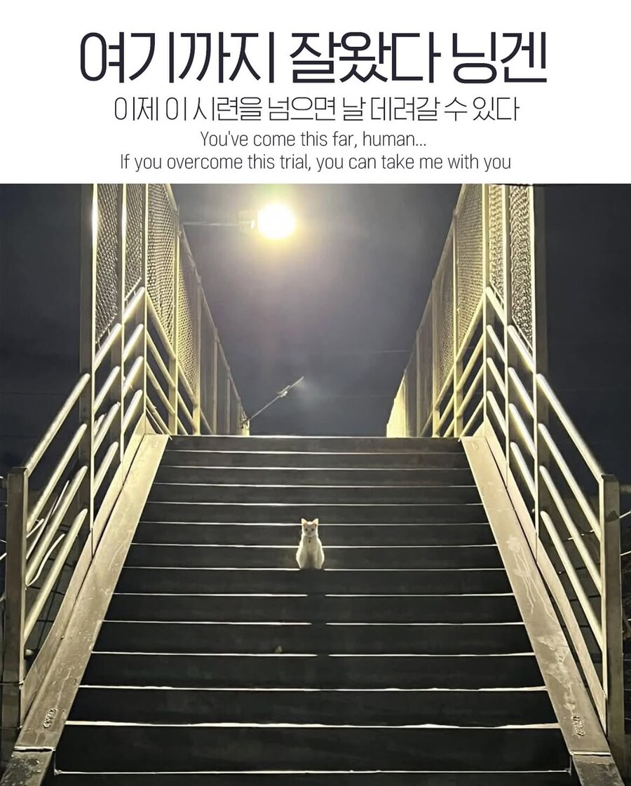 여기까지 잘 왔다냥 닝겐_1.jpg
