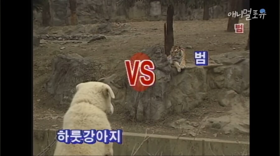 진짜 하룻강아지는 범 무서운 줄 모르는가 실험_2.jpg