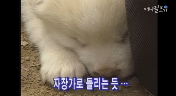 진짜 하룻강아지는 범 무서운 줄 모르는가 실험_6.jpg