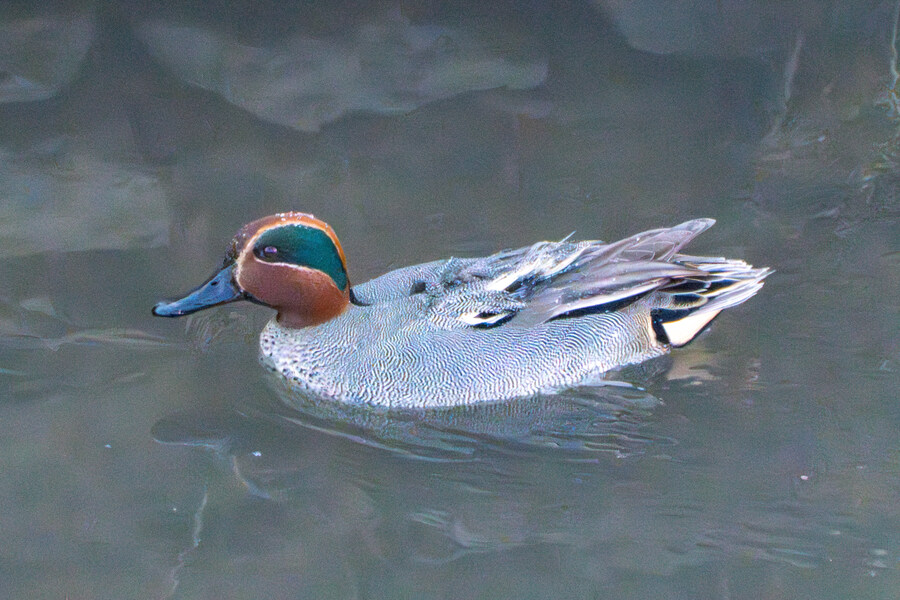 25년 첫 탐조_3.jpg