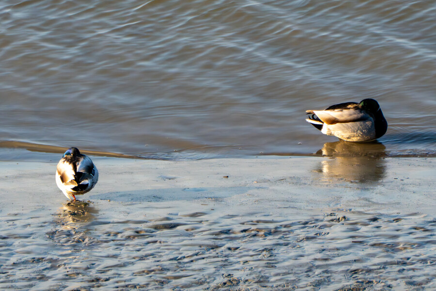 25년 첫 탐조_6.jpg