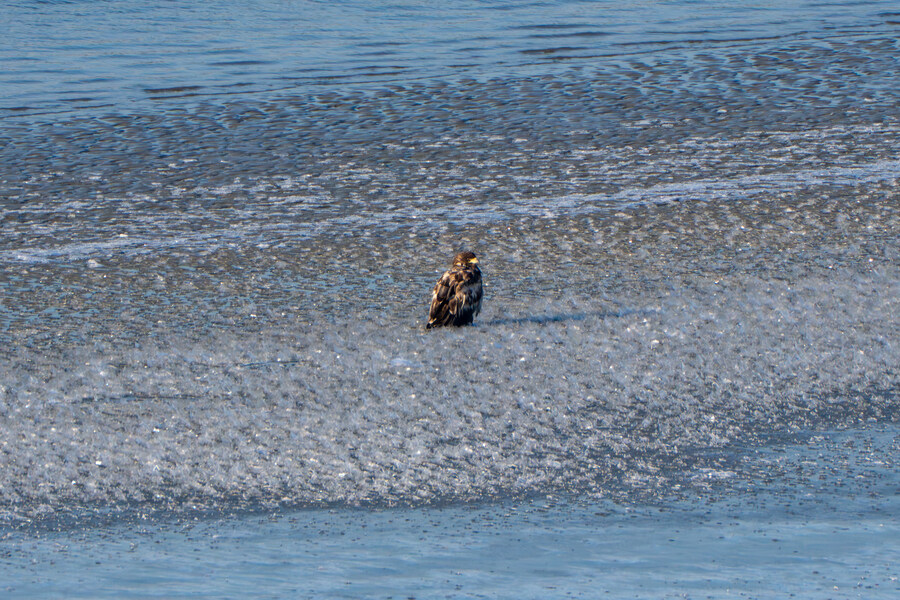 25년 첫 탐조_7.jpg