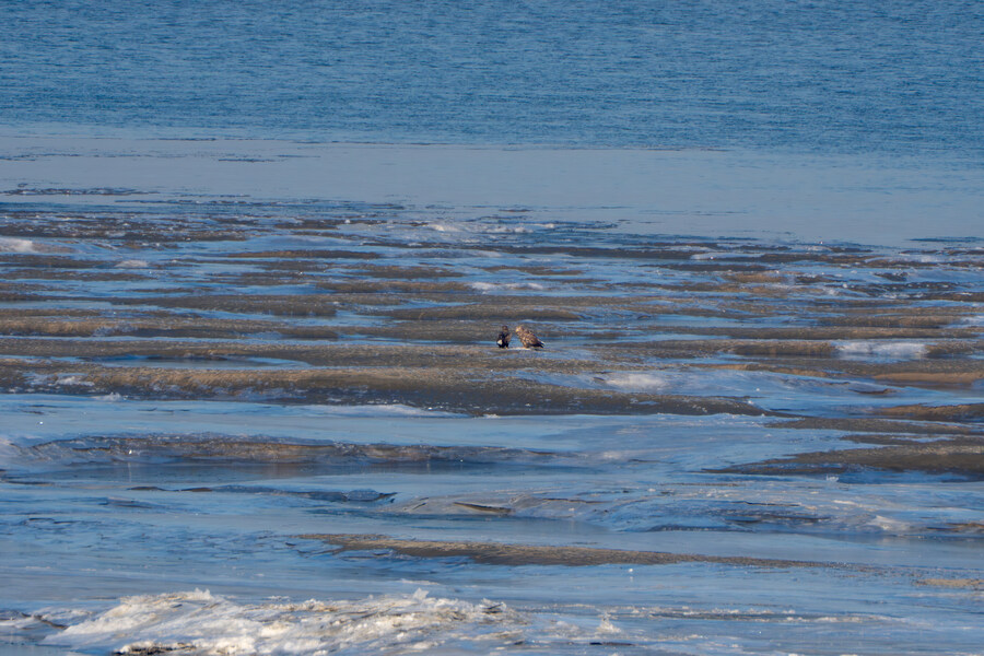 25년 첫 탐조_8.jpg