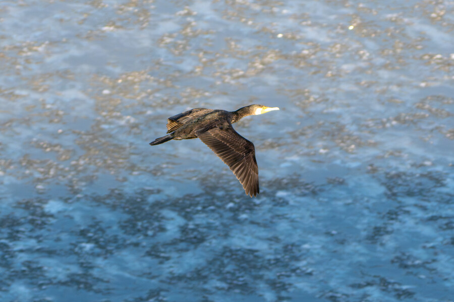 25년 첫 탐조_9.jpg