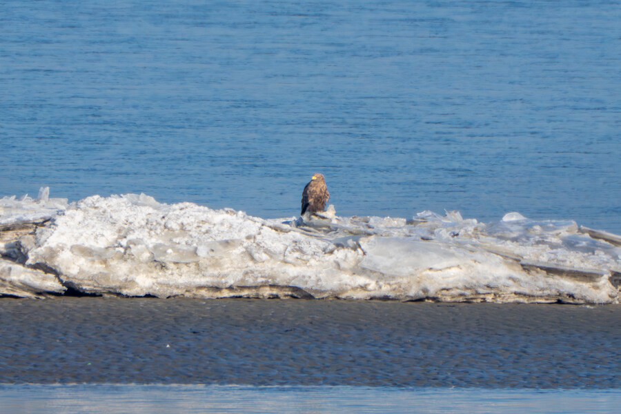 25년 첫 탐조_17.jpg