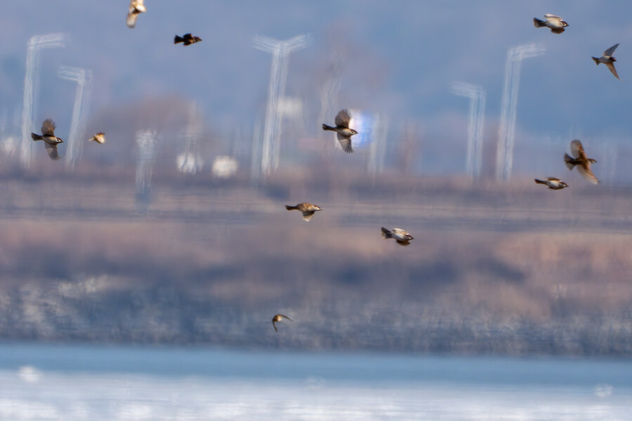 25년 첫 탐조_20.jpg