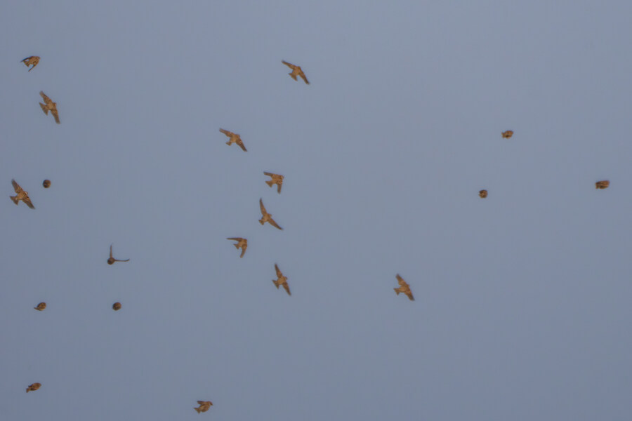 25년 첫 탐조_21.jpg